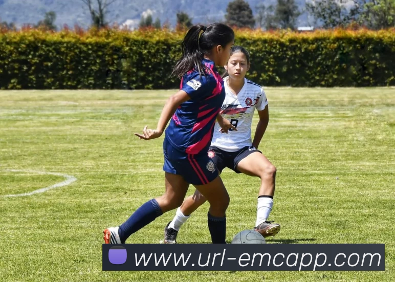 易倍体育平台生态图